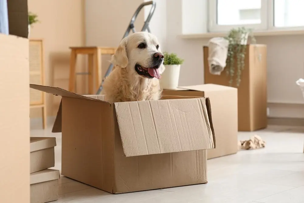 Spezielle Bedürfnisse von Hunden, Katzen und Kleintieren