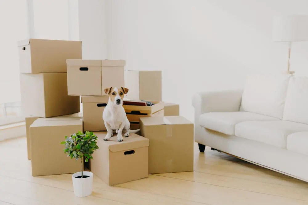 Vorbereitung auf den Umzug Sicherheits- und Gewöhnungsmaßnahmen